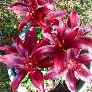 Meet your Posher, Melanie